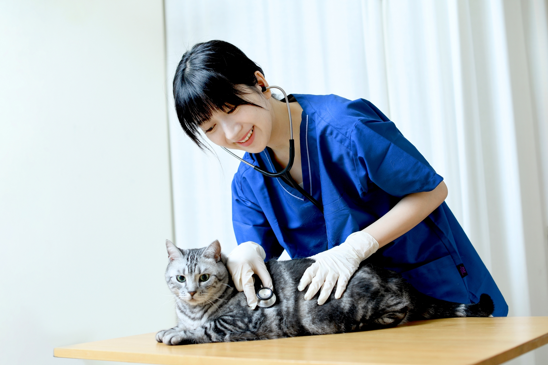 猫の診療をする女性の獣医