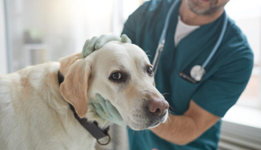 犬の顔が腫れる原因は？対処法や要因なども併せて解説します