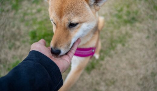 ペットのしつけ教室はいつから通う？しつけ教室に行くメリットや自宅のしつけとの違いなどを解説