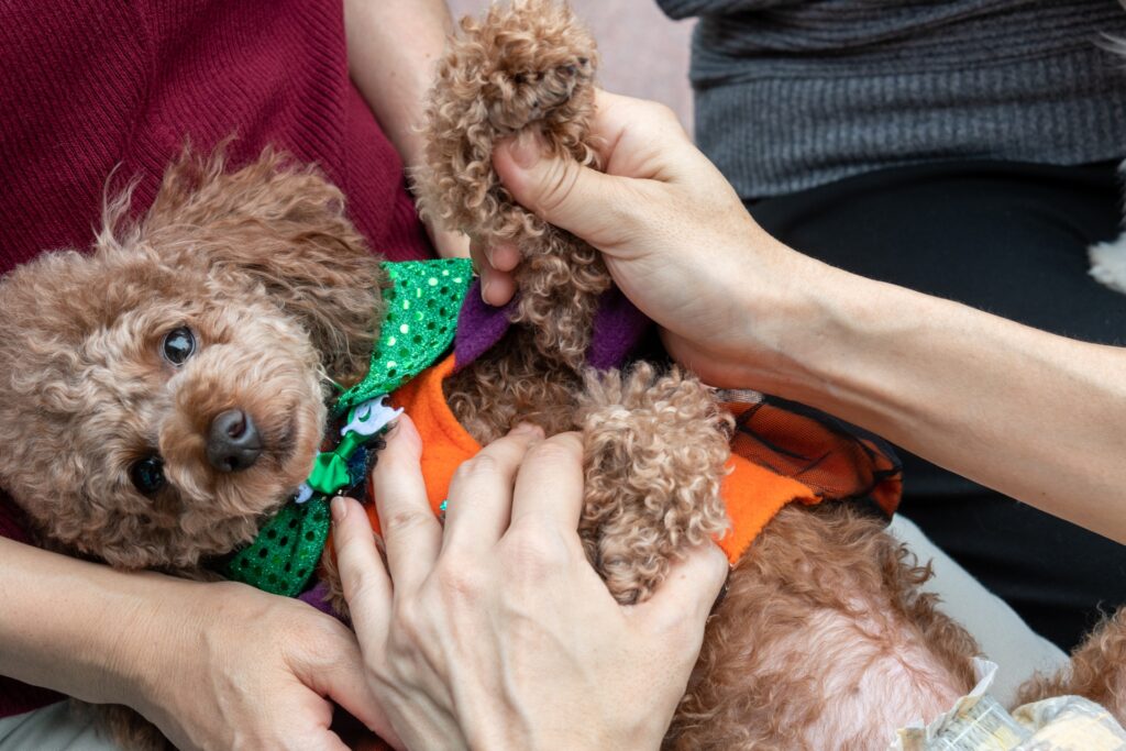 子犬のうちにペットのしつけ教室に通うデメリット