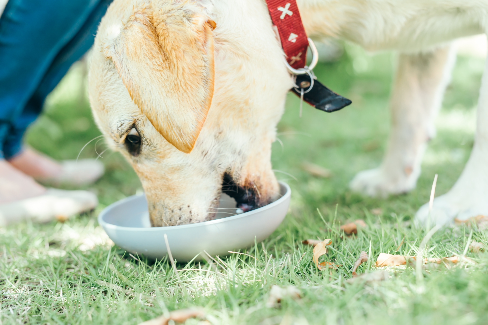 餌を食べる犬