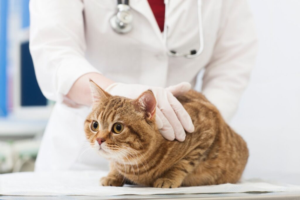 猫の鼻腔内腫瘍の原因と症状