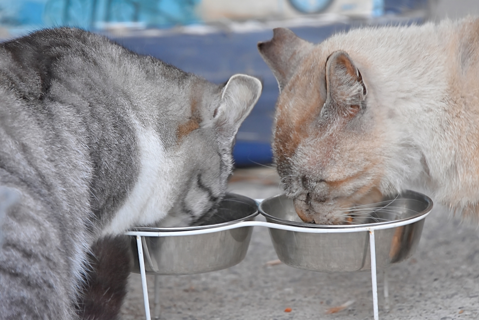 食事する猫