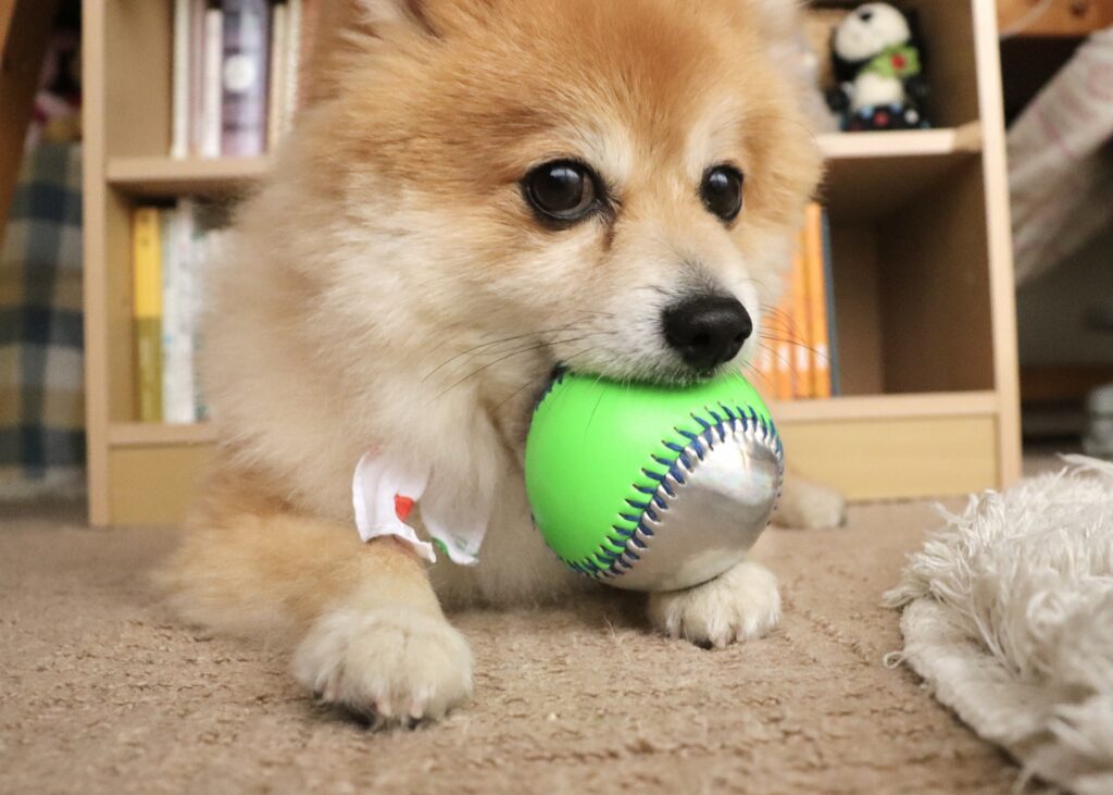 しつけ教室と自宅でのしつけの違いとは