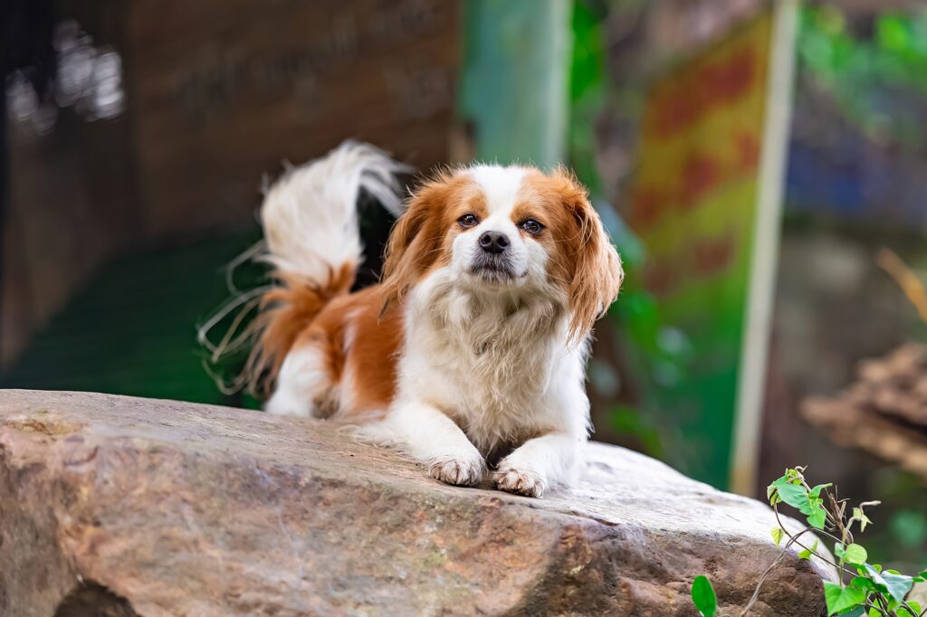 子犬のうちにしつけ教室に通う際の注意点