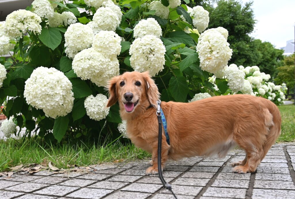 散歩のしつけの重要性