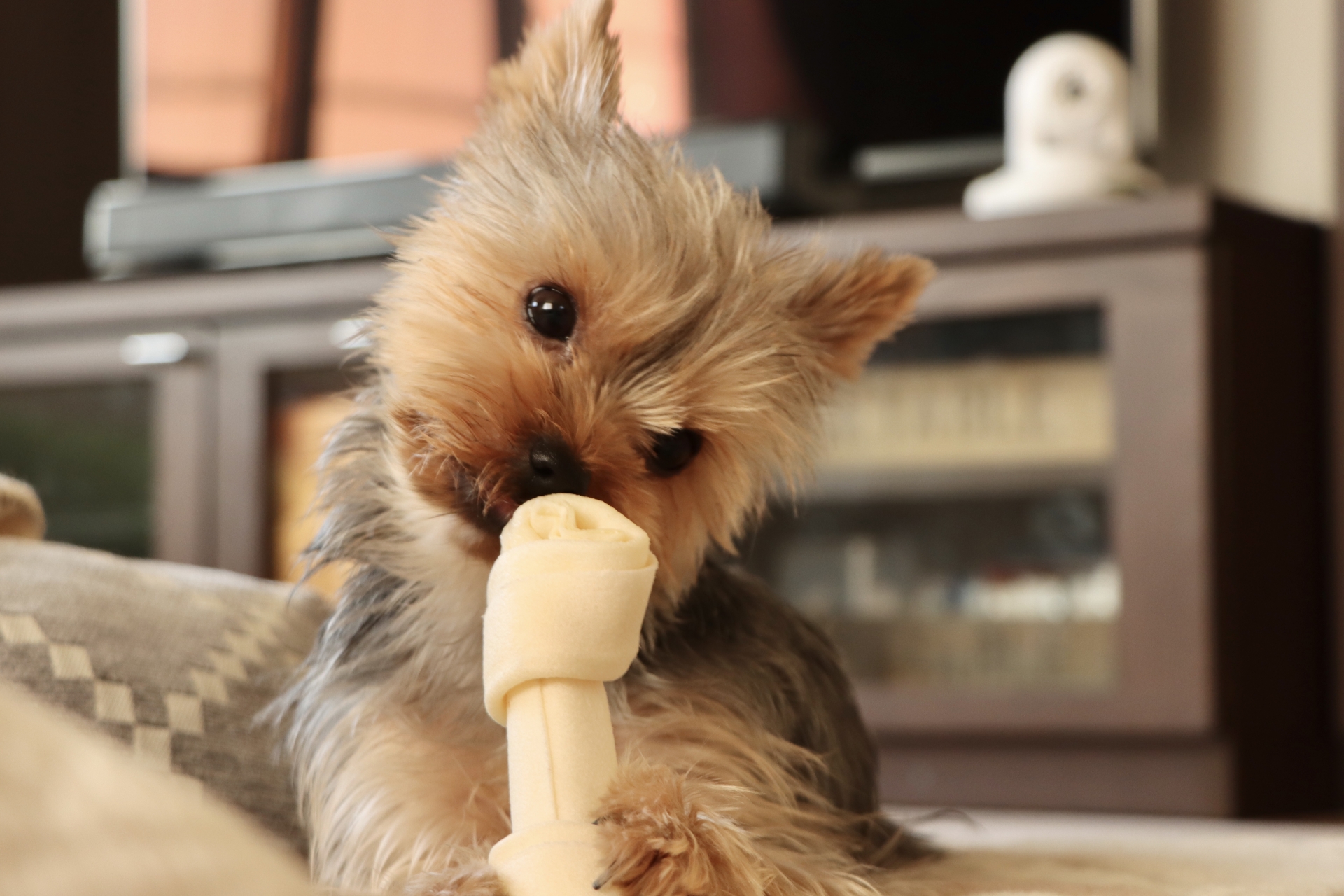 骨を食べる犬