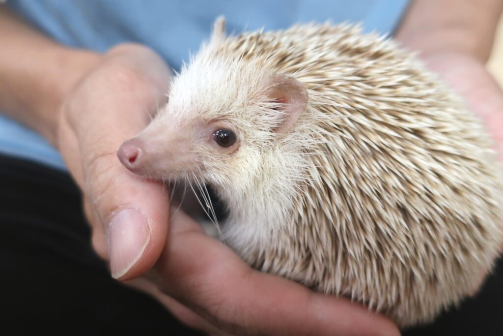 動物病院で診てもらえる小動物とは