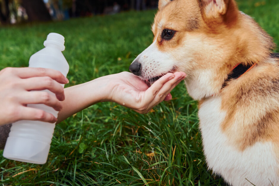 犬が脱水状態になったときに行う皮下点滴とは？脱水の原因や症状、応急処置を解説