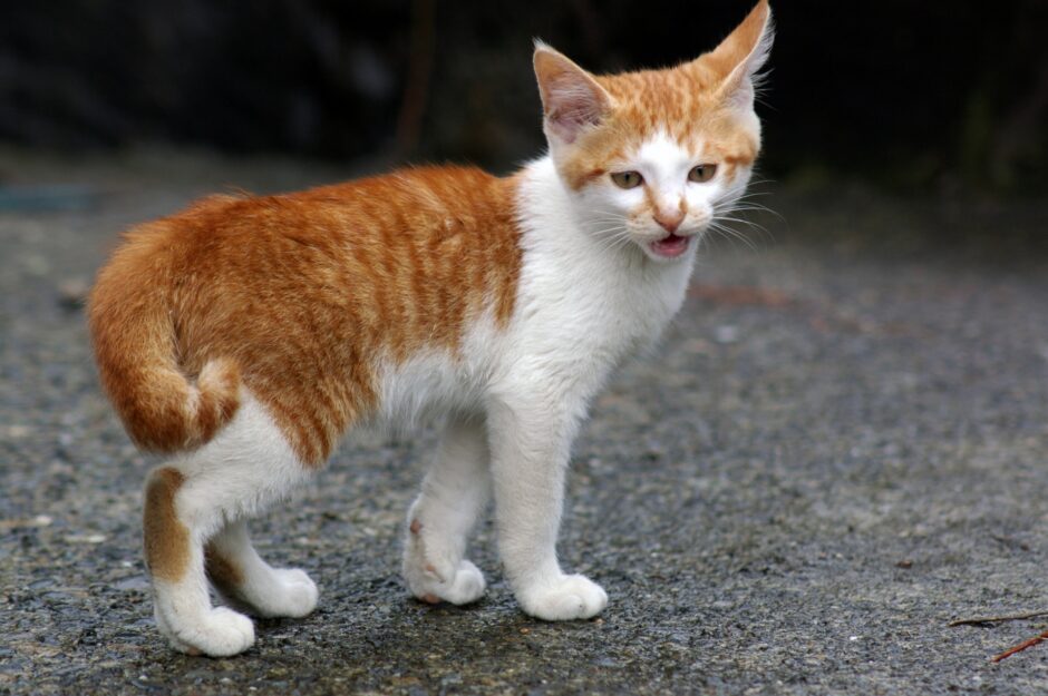 猫がずっと鳴いてるのはなぜ？鳴き声からわかる猫の気持ちや、注意の必要な鳴き声も解説します