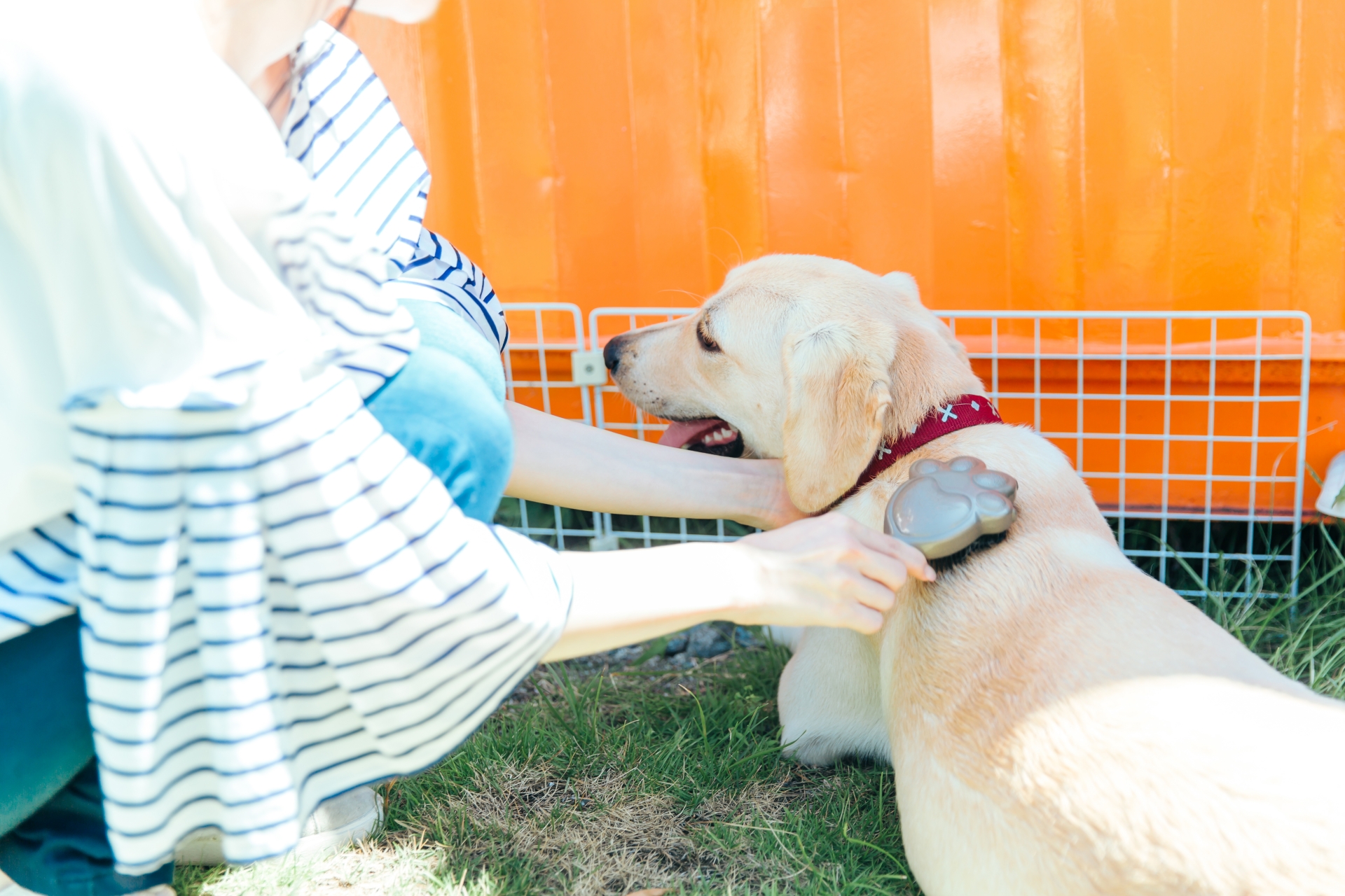 犬の毛並みを整える飼い主