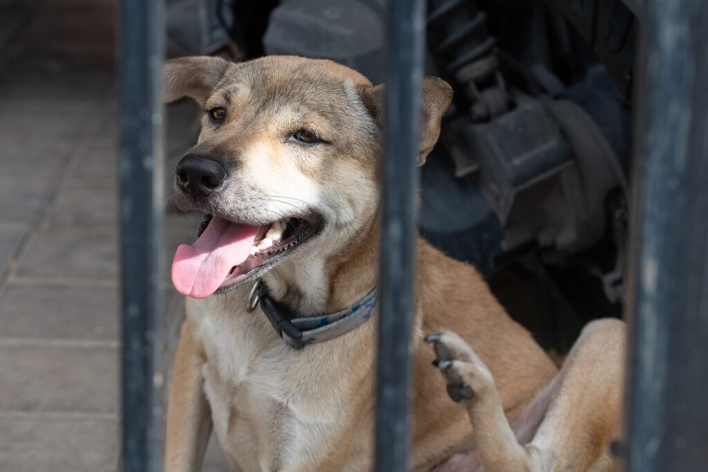 犬が吠える理由