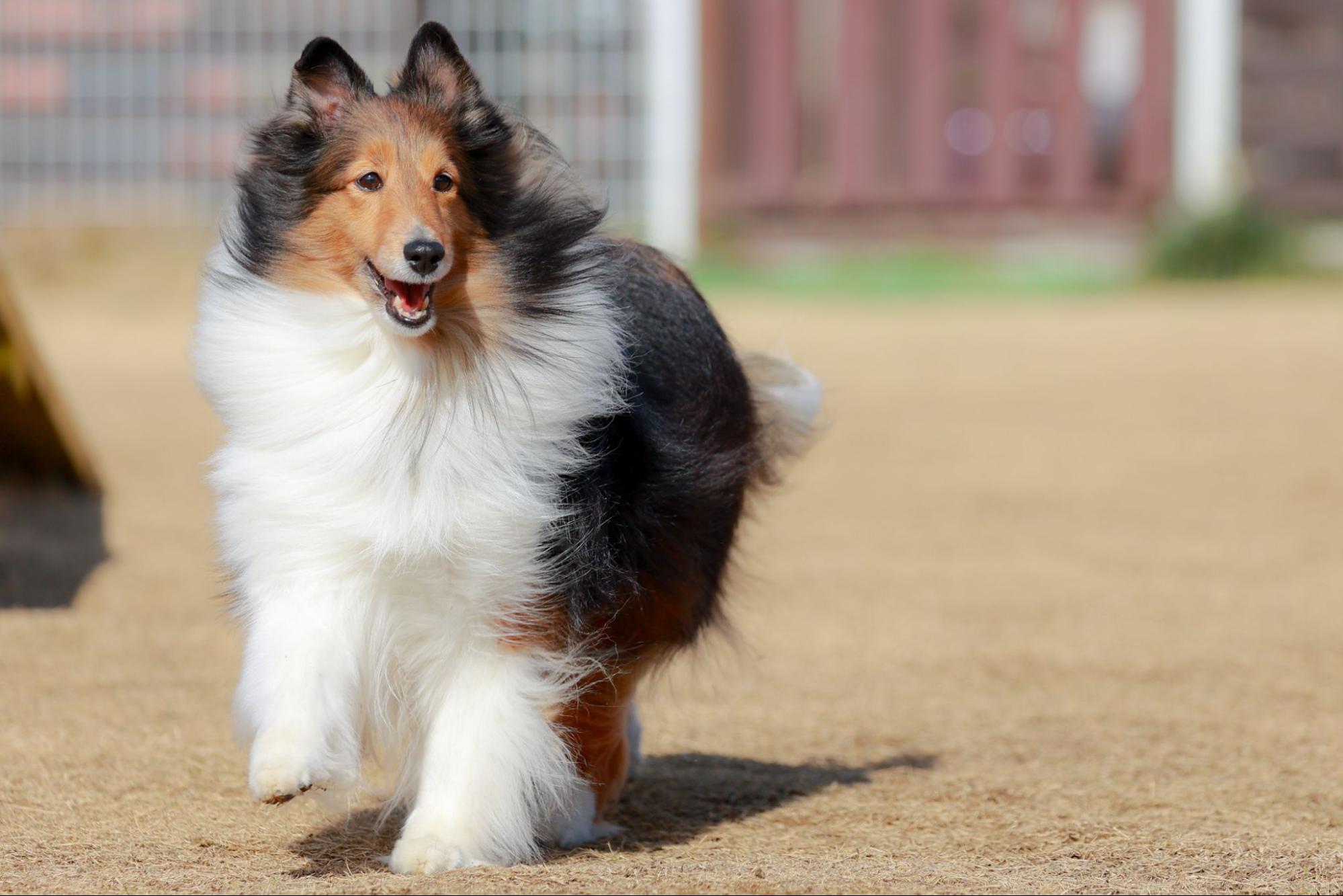 走る犬