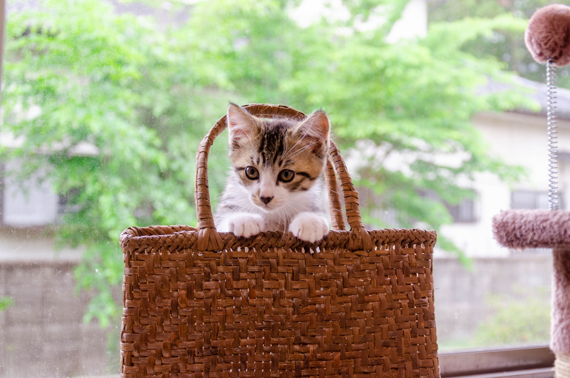 バッグに入って遊ぶ子猫