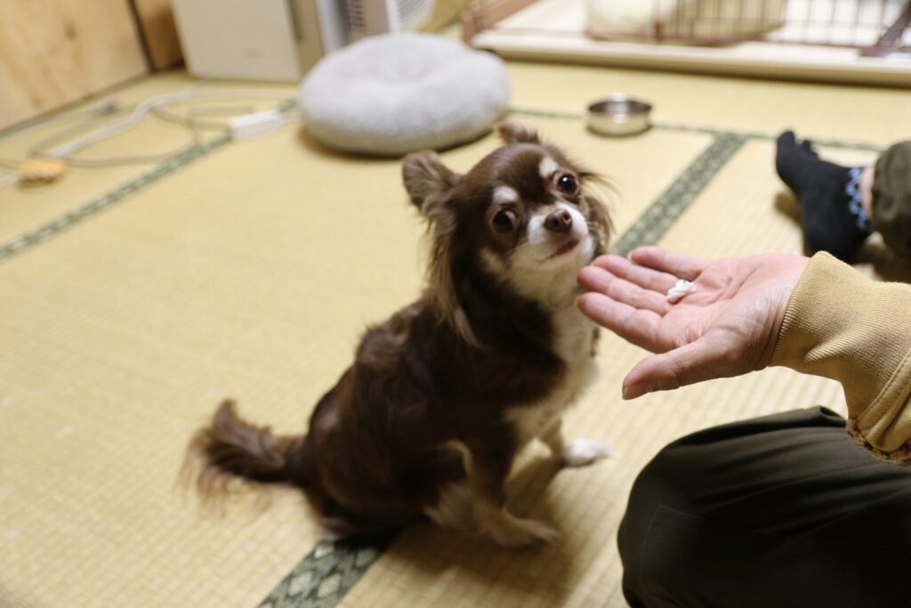 噛み癖改善のために飼い主ができること