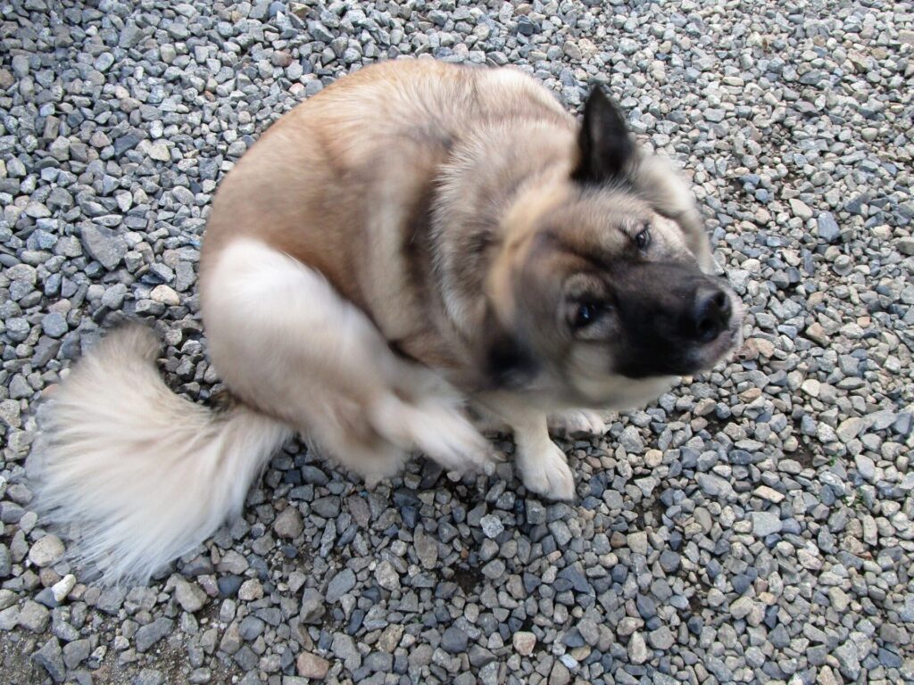 犬のバベシア症とは