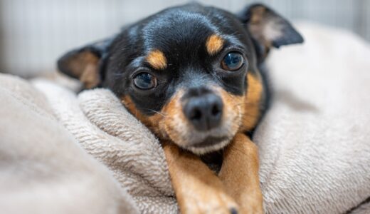 犬の脳梗塞｜原因・症状・治療法やなりやすい犬種を解説