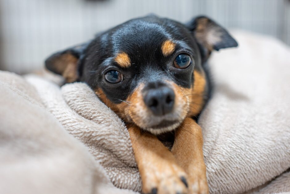 犬の脳梗塞｜原因・症状・治療法やなりやすい犬種を解説