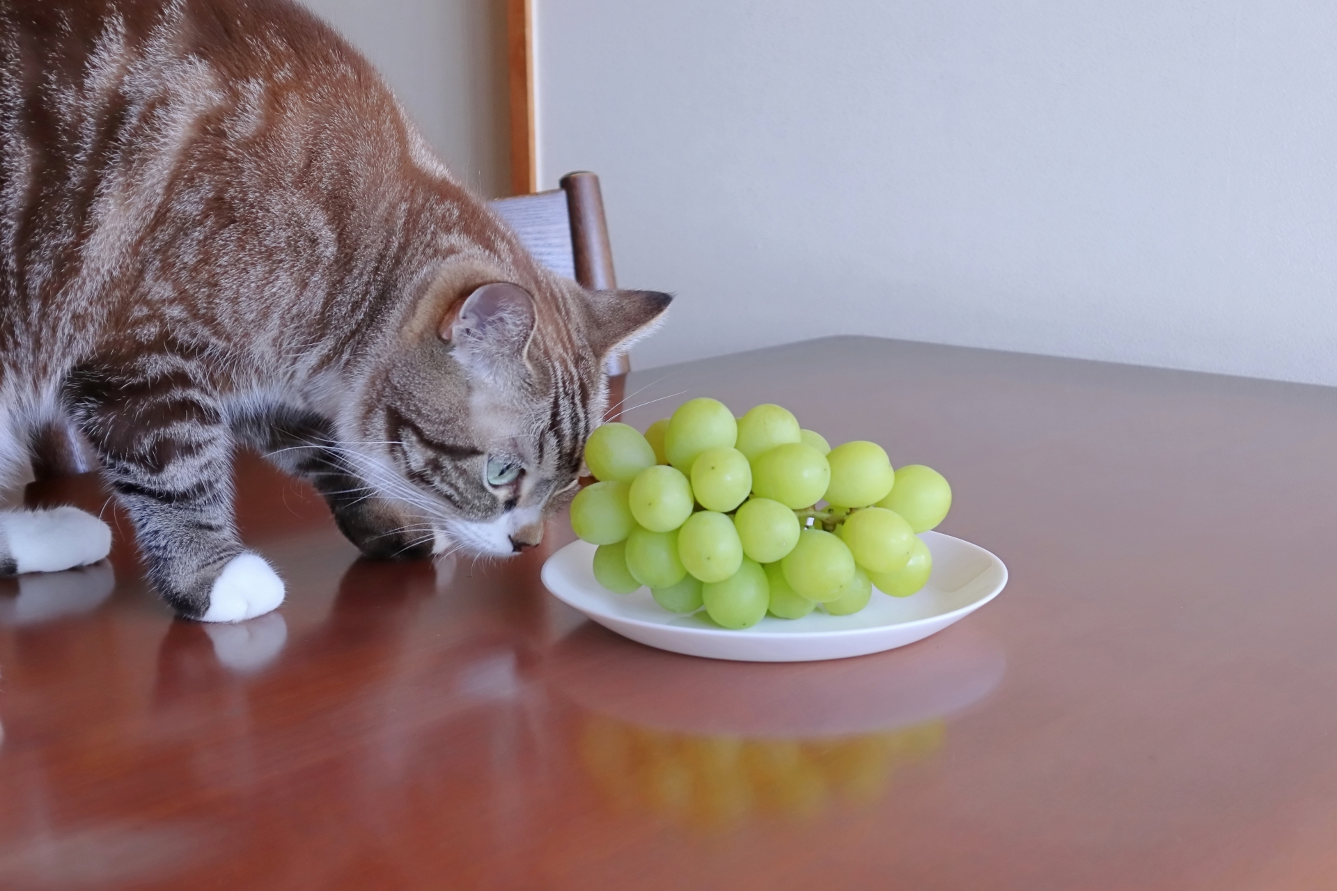  猫にブドウを食べさせては危険 ぶどう