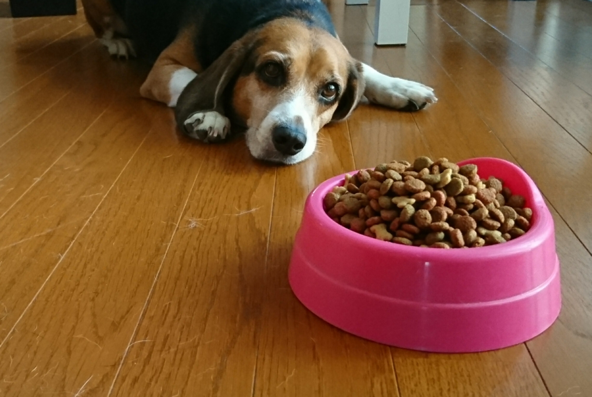 食欲がない犬