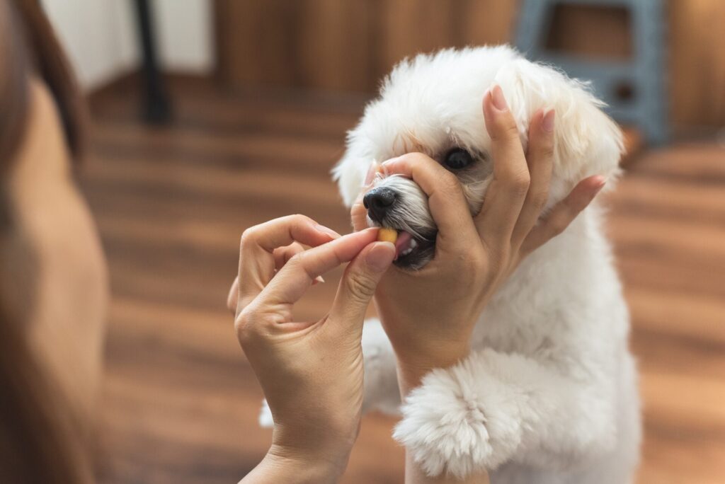 どのような飼い主が利用すべきか