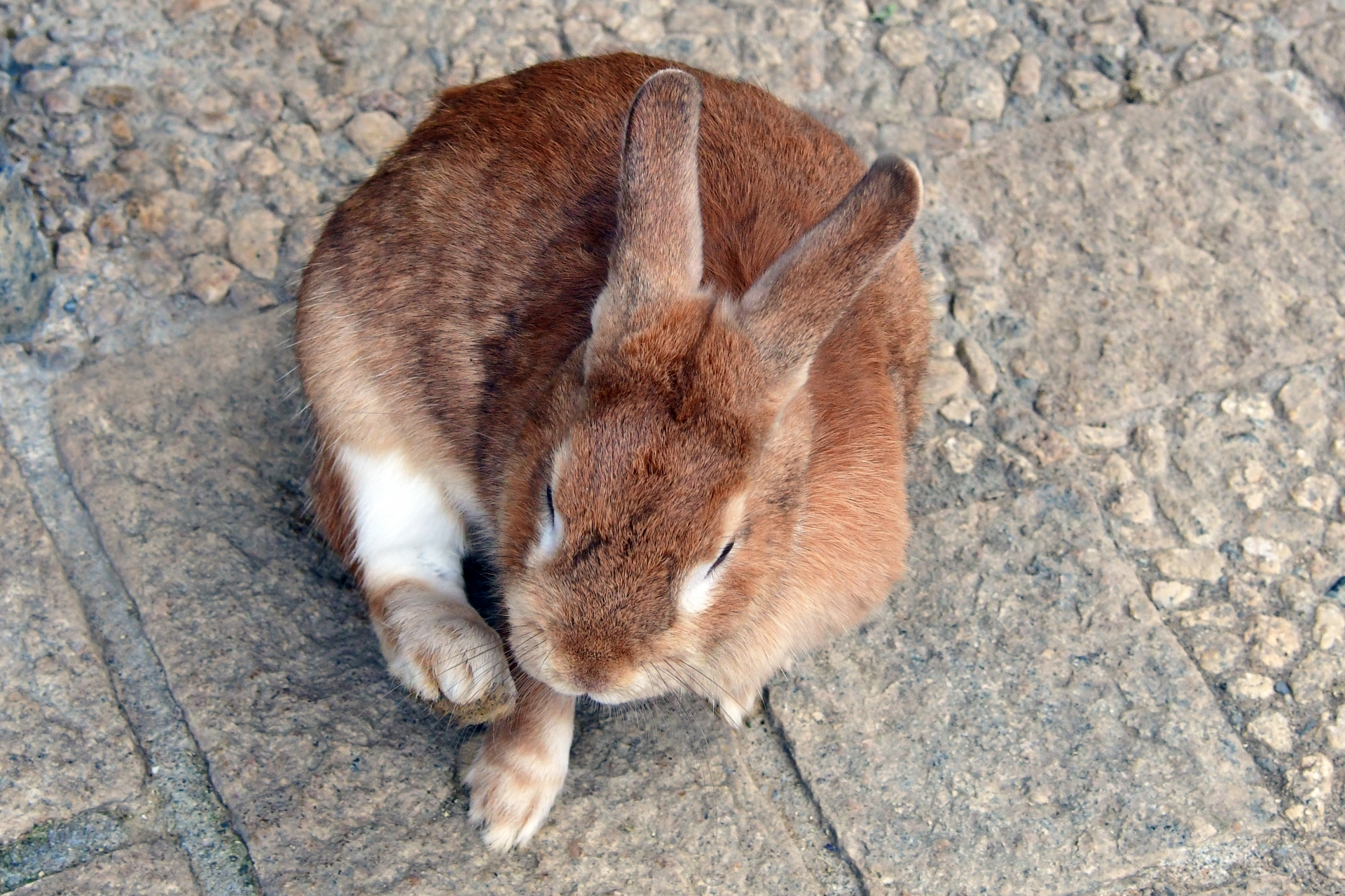 茶色いうさぎ