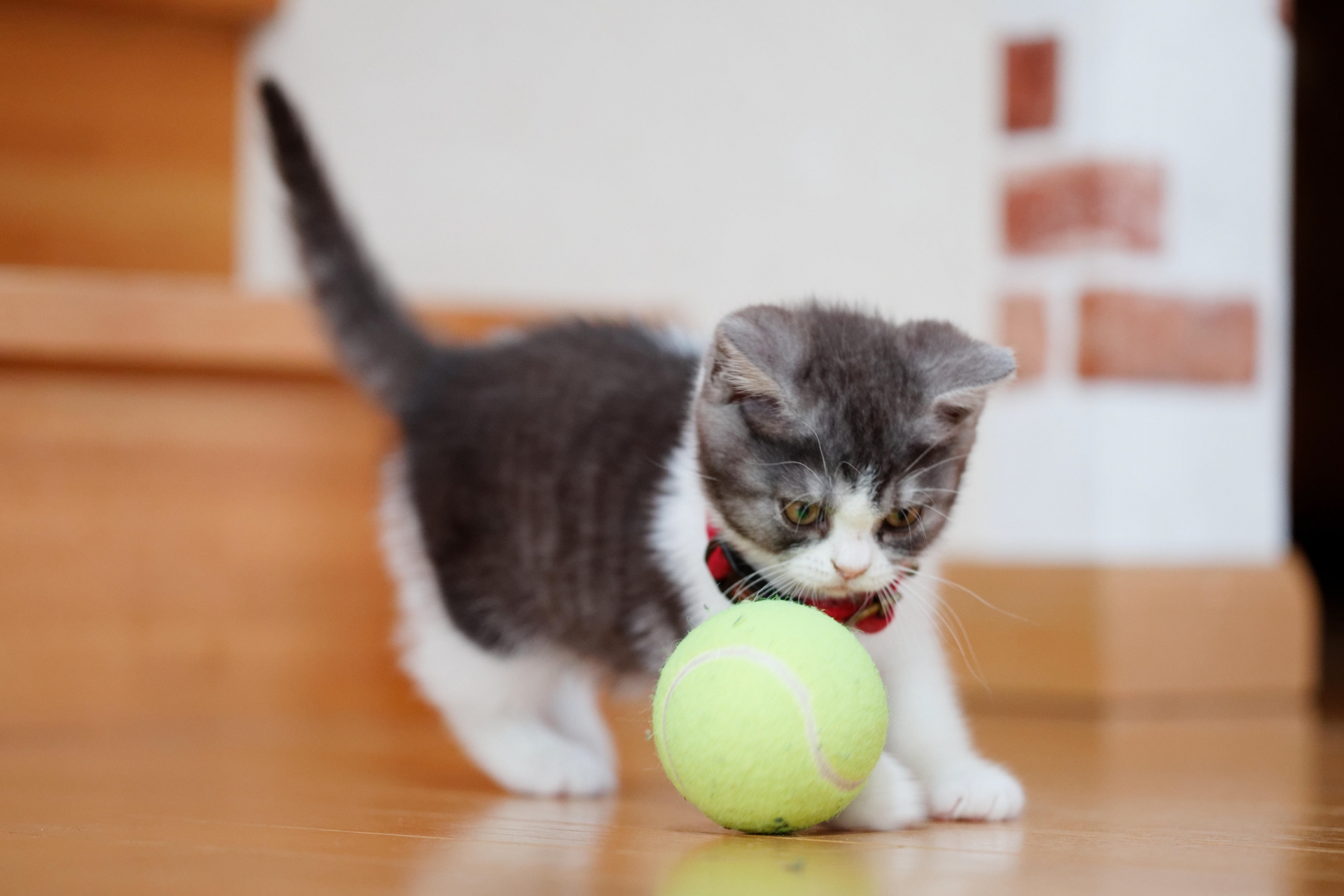 ボールで遊ぶ子猫