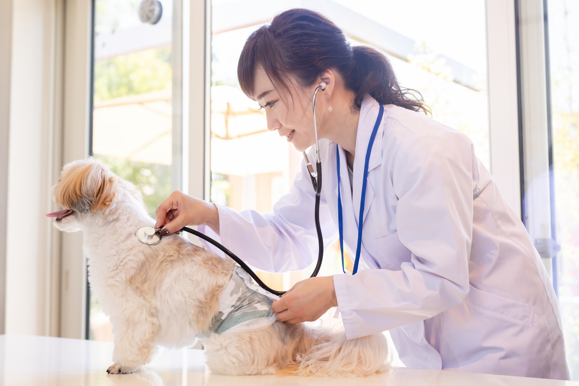 犬に聴診器を当てる獣医さん