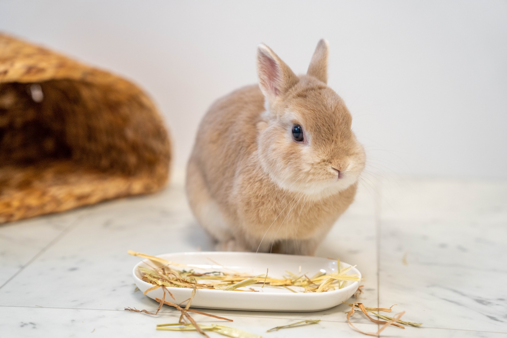 食事するうさぎ