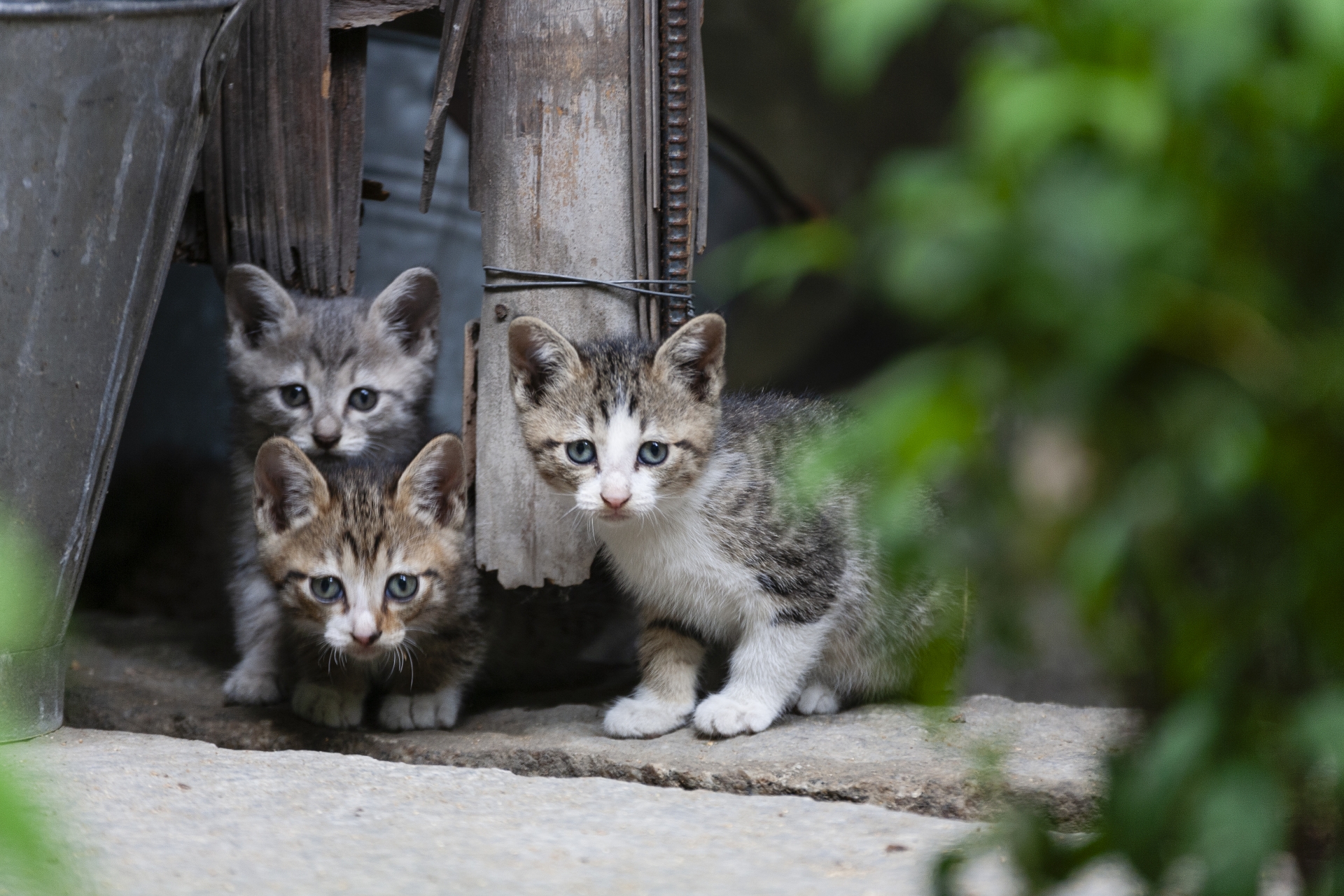 子猫