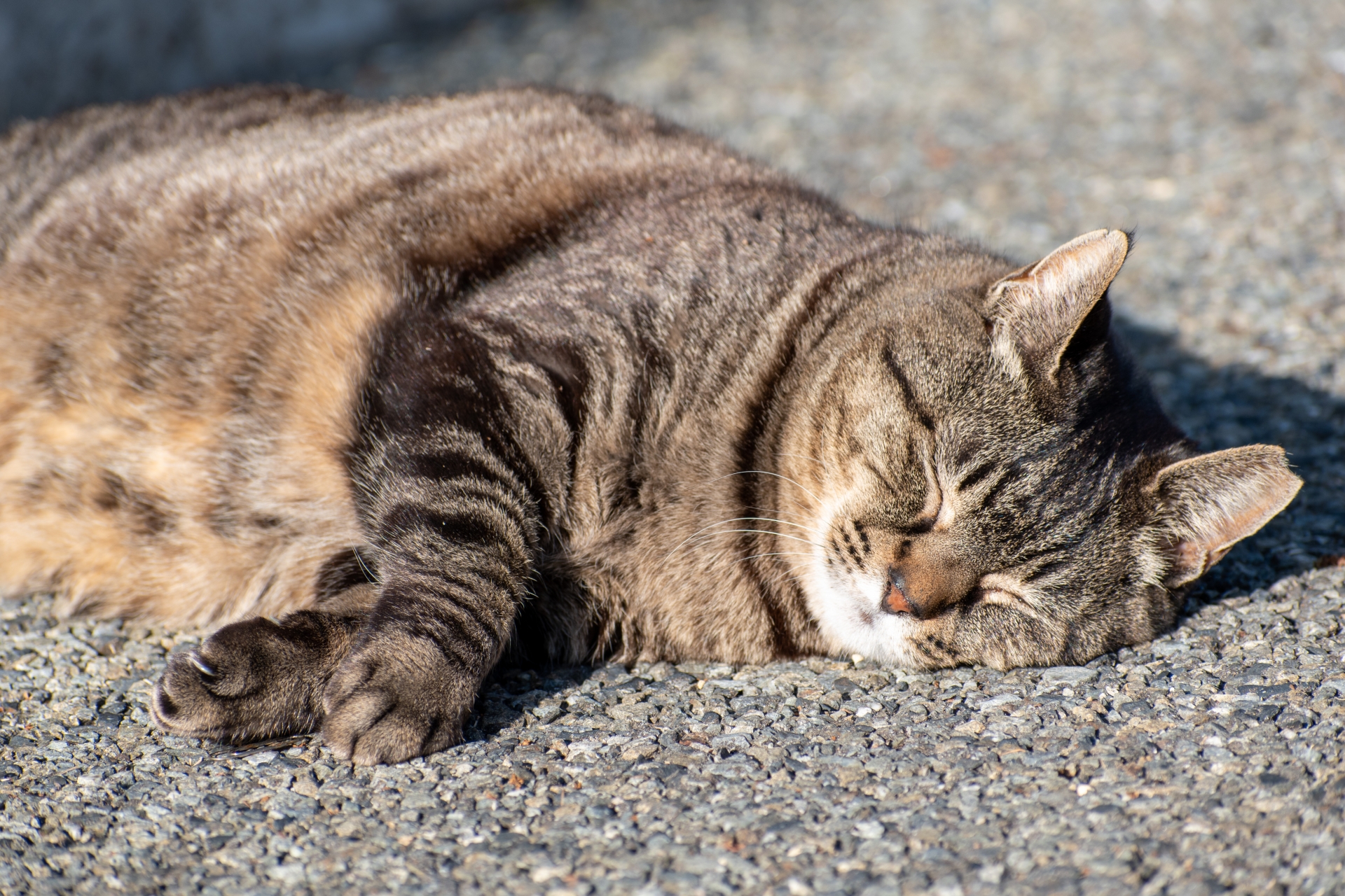 気持ちよさそうに眠る猫