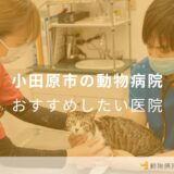 【2025年】小田原市の動物病院 おすすめしたい5医院