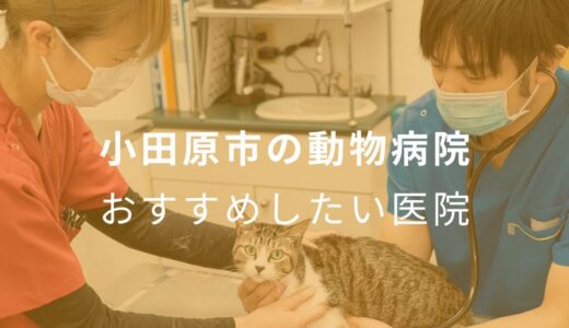 【2025年】小田原市の動物病院 おすすめしたい5医院