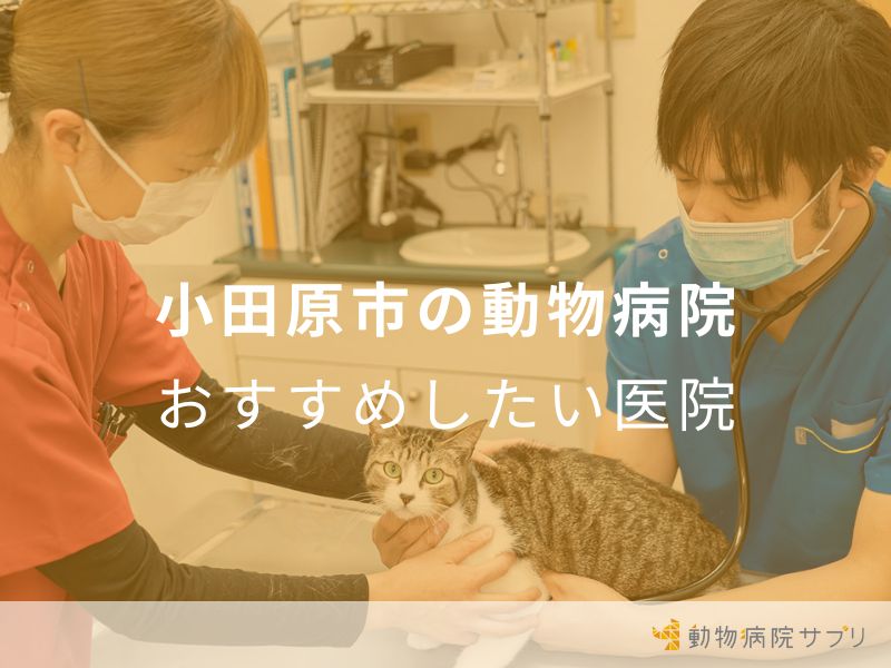 小田原市の動物病院 おすすめしたい医院