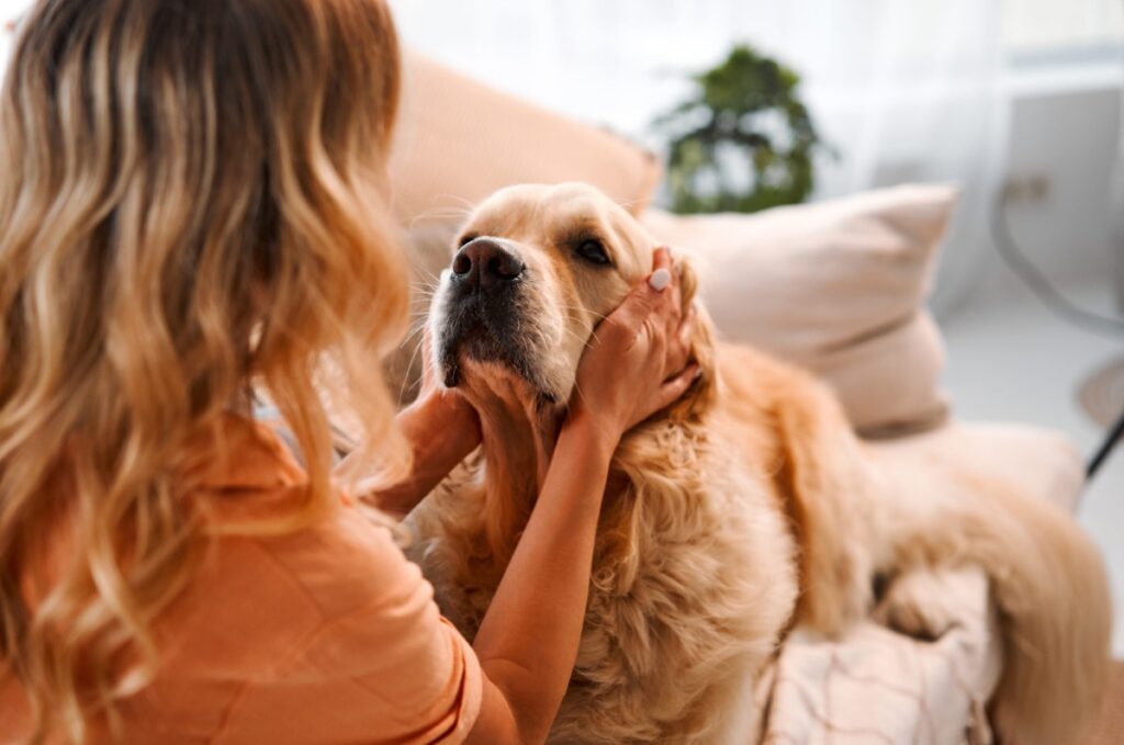 大型犬のトリミングガイド：トリミングが必要な犬種やトリミングの頻度、費用について解説