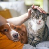 動物病院で犬や猫の爪切りはできる？料金やメリットについて解説