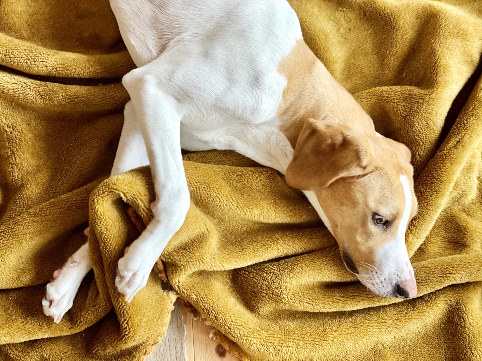 毛布の上で寝転んだ犬