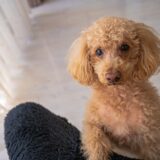 犬の嘔吐物が黄色の液体だったら？症状や受診の目安、対処法も解説