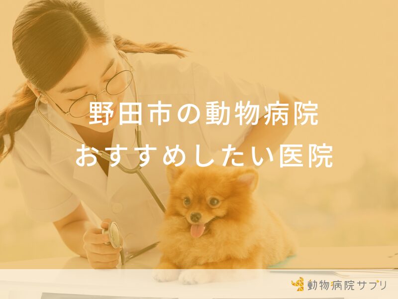 野田市の動物病院 おすすめしたい医院