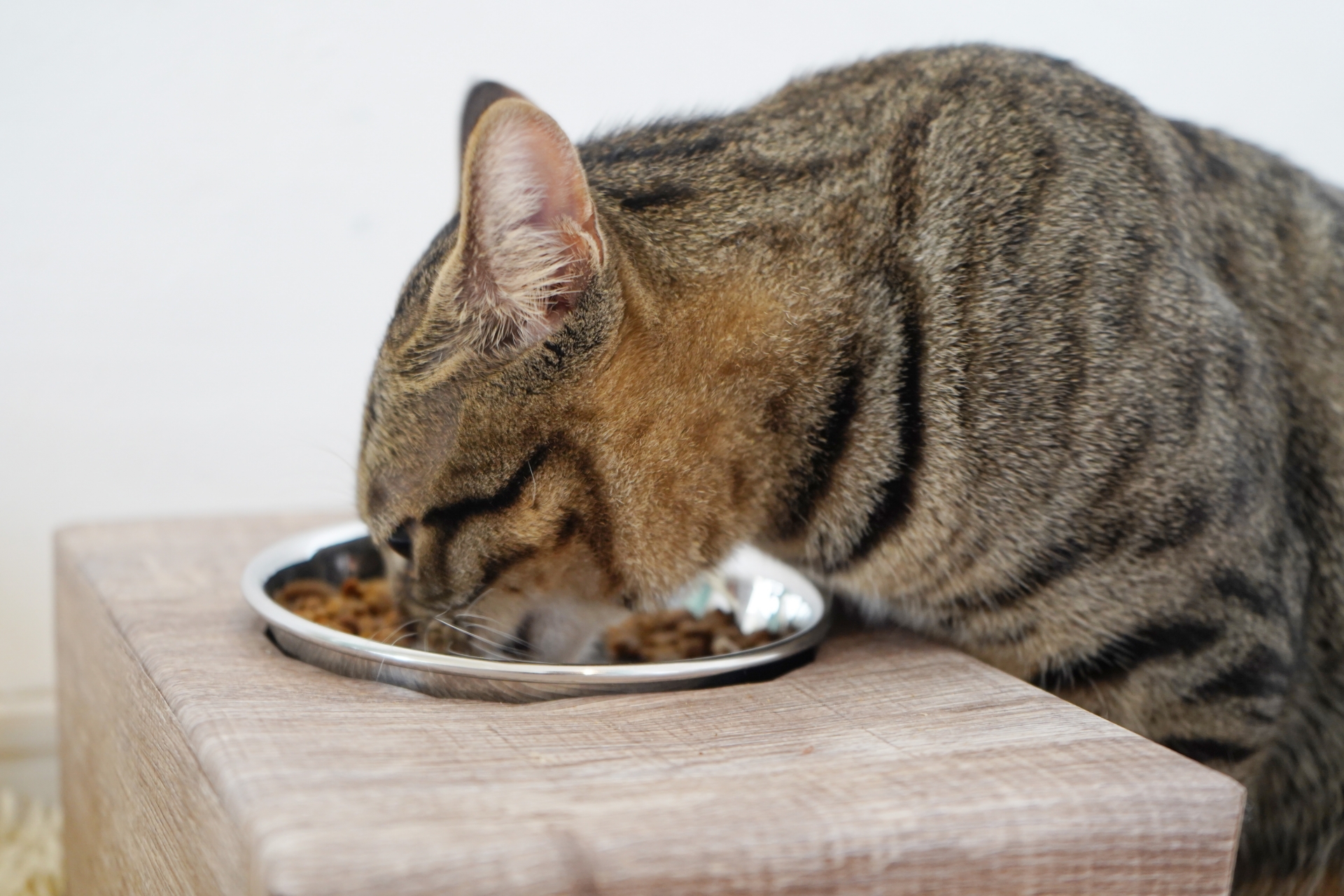 餌を食べる猫