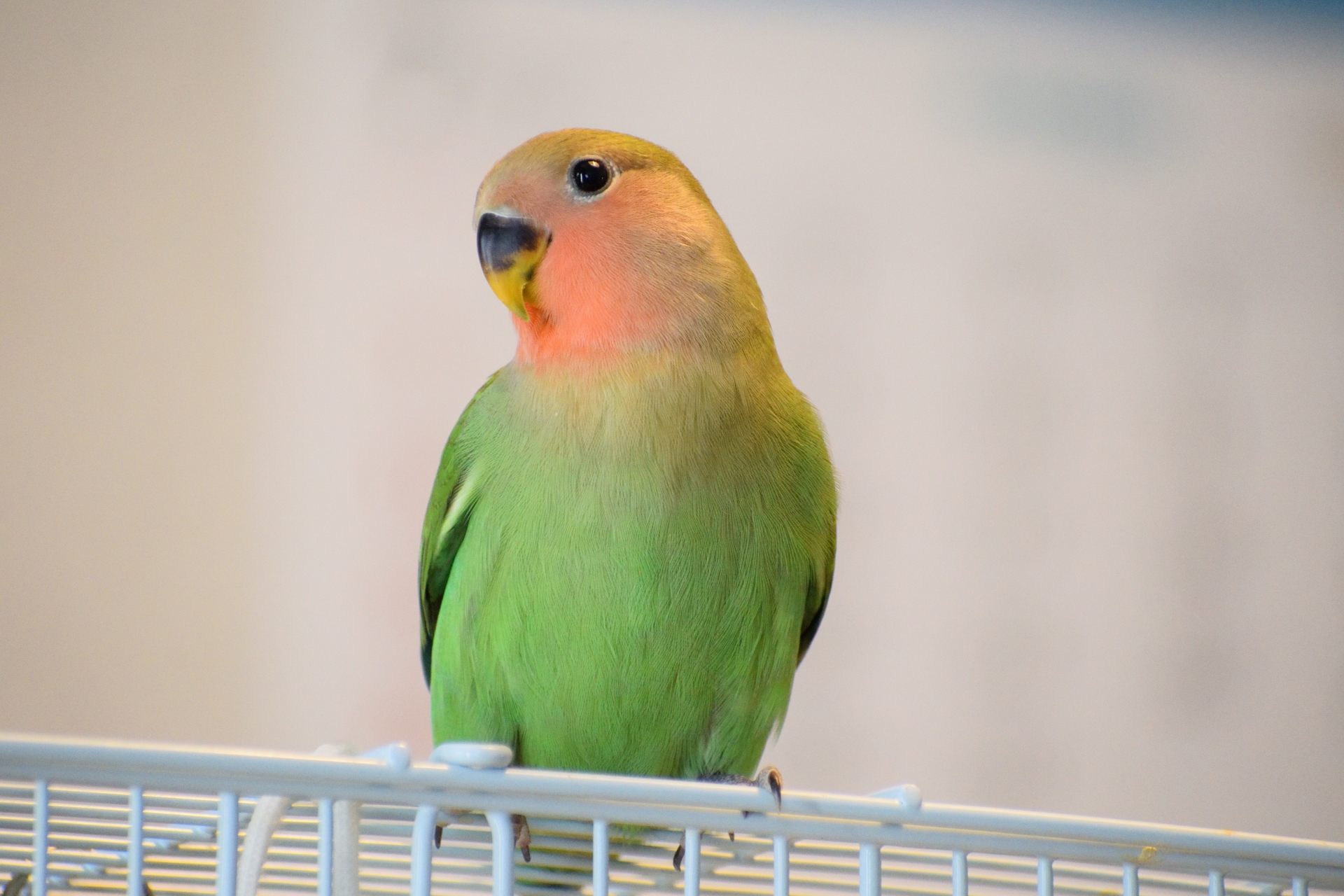 上目遣いのペットのコザクラインコ