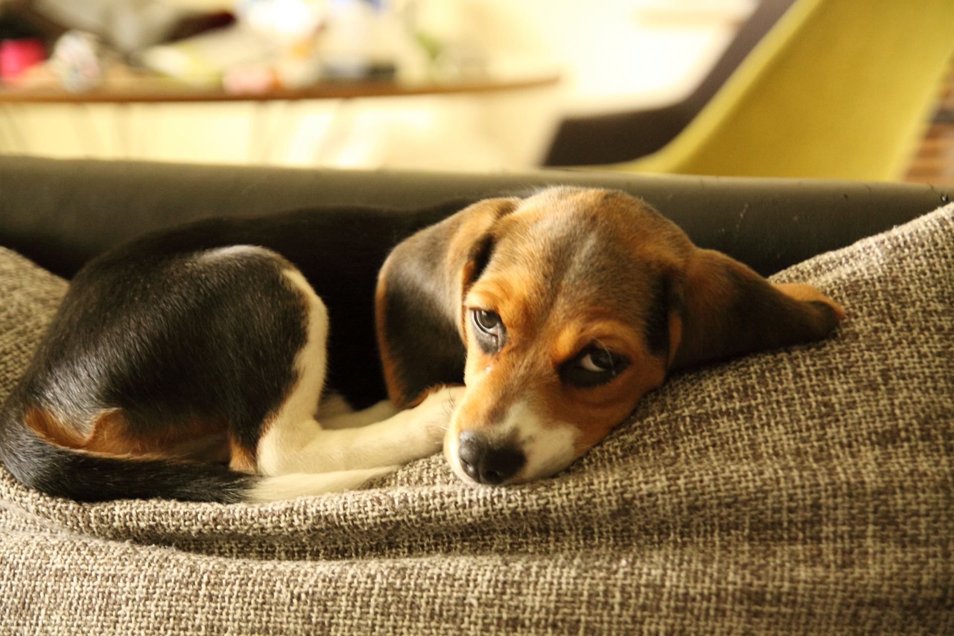 ソファーのクッションで寝るビーグルの子犬