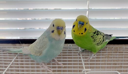 鳥類の動物病院受診について｜鳥類の体調不良や健康管理、受診の注意点とは