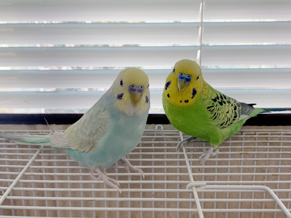 鳥類の動物病院受診について｜鳥類の体調不良や健康管理、受診の注意点とは