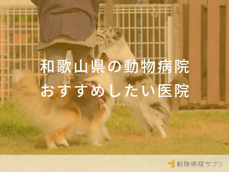 和歌山県の動物病院おすすめしたい医院
