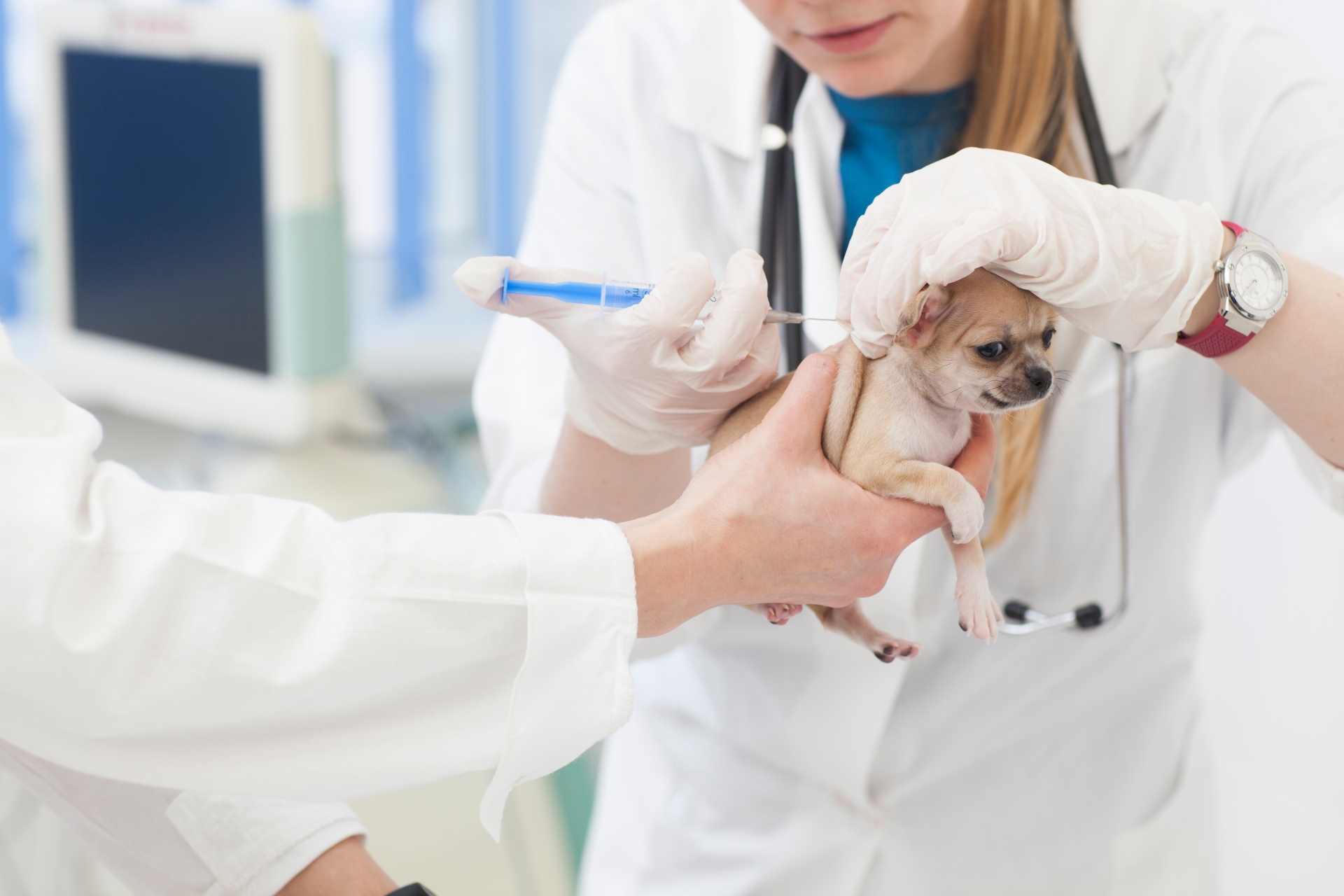 獣医に処置してもらう犬