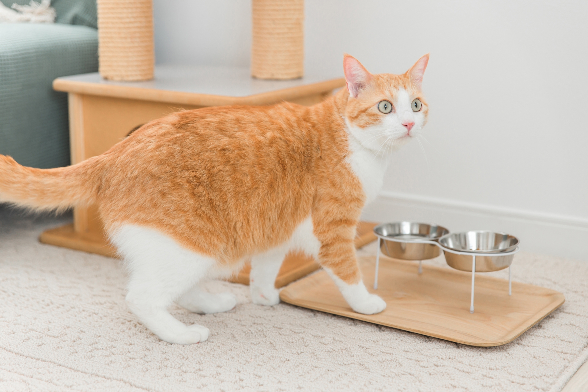 餌を食べる猫