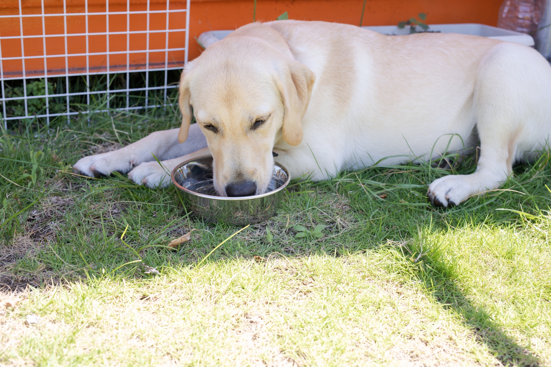 水を飲む犬