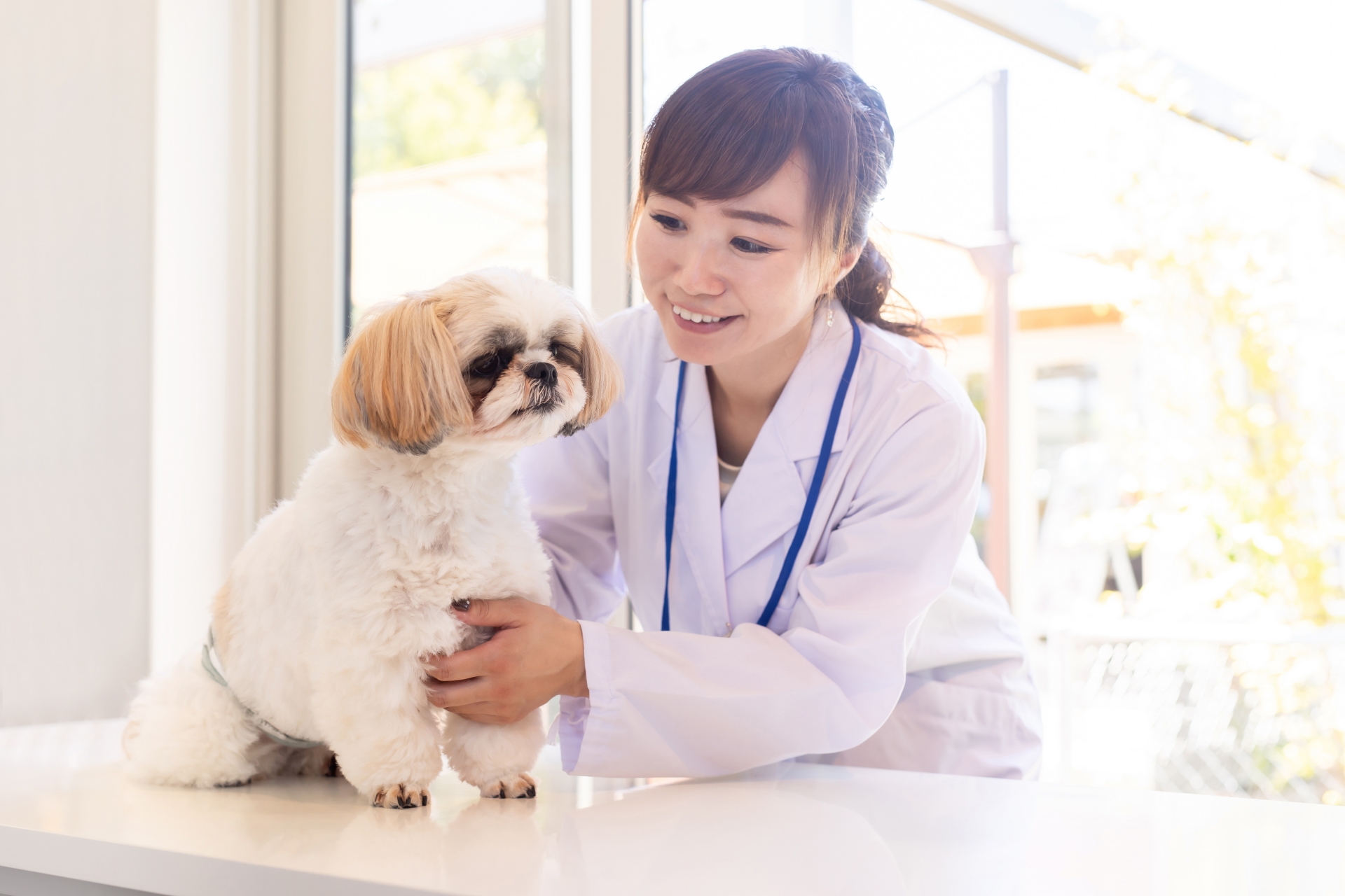 獣医さんと犬