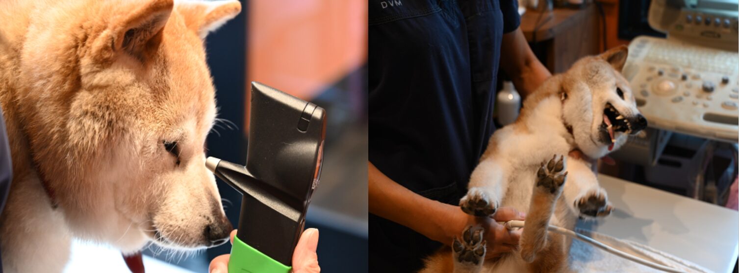 わかば犬猫病院 横浜西口駅前photo